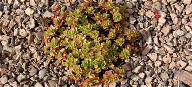 Dachy zielone - Dach ciężki (balastowy) Dachy zielone - Dach ciężki (balastowy)