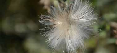 Dachy zielone - Dach lekki Dachy zielone - Dach lekki