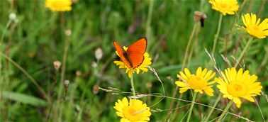 Dachy zielone - Łąka na dachu Dachy zielone - Łąka na dachu