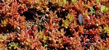 Dachy zielone - Rozchodniki na dachu Dachy zielone - Rozchodniki na dachu