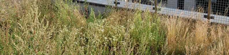 Łąka kwietna FLL (mieszanka nasion traw i ziół) - dach zielony