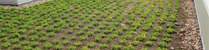 Sadzonki rozchodnika w multiplatach SRM - nasadzenie na dachu zielonym