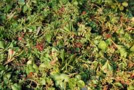 Zielony dach ekstensywny - pędy rozchodnika