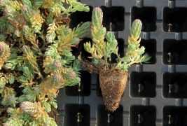 Zielony dach ekstensywny - sadzonki rozchodnika