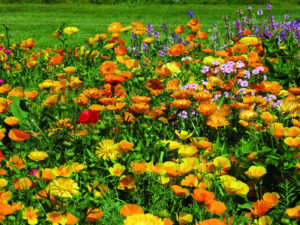 ŁĄKI KWIETNE Z BIOWŁ&Oacute;KNINY EASYGREEN&reg;